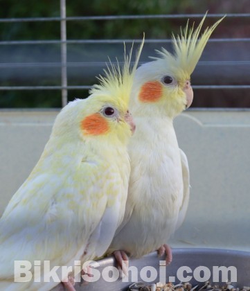 Cockatiel breeding pair ( red Eye Lutino)